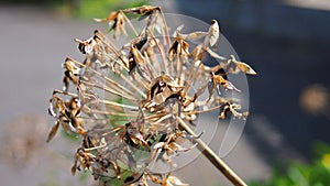Dying and drying up brown color dandelion
