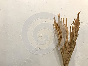 Dried brown ear of rices and wheats bouquet with old vintage white cement wall