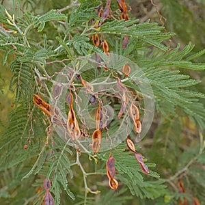Dried brown fruits of a wattle