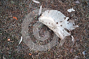 Dried brown leaf fallen onto the ground of dried grass. 1