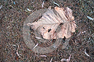 Dried brown leaf fallen onto the ground of dried grass. 2