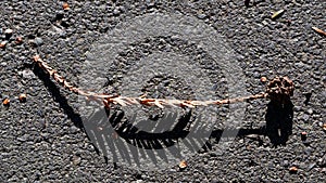 A dried brown leaf lies on tarmac, the sun is casting a harsh shadow