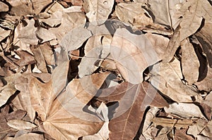 Dried brown leaves