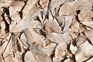 Dried brown leaves