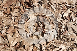 Dried brown leaves