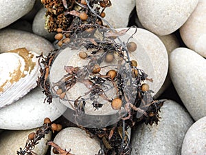 Dried brown sargassum seaweed on rocks