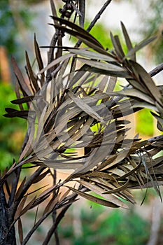 Dried brown Southern Silky Oak tree leaves. Indian foliage in autumn