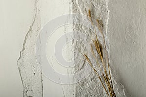 Dried brown wheat crop against white vintage wall. Empty space