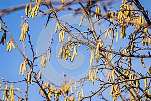 The buds on the branches of hazelnut