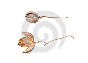 Dried bulbs of Physic Nut