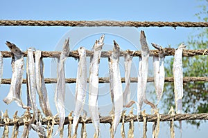 Dried bumla fish - Bombay duck fish