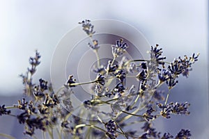 Dried bunches of lavender - medicinal herbs background, macro, flowers