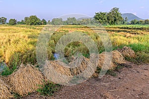 Dried bundle rice paddy near rice field after harvest