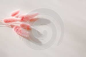 Dried bunny tail grass on white background. Minimal stylish trend concept. Hard sun shadows. Copy space.