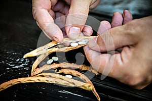 dried bush beans are harvested for seed