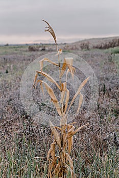 dried Bush in a field. Dawn in autumn field. Hills in morning haze. Grass covered with autumn hoarfrost. Nature in the