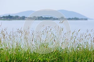 Dried Bush Grass at the dam side