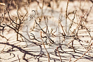 Dried bush with thorns on the shore of the lake in fine brown sand. Spring Messengers