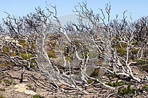 Dried bushes in the Australian desert, arid, dry climate, Australia