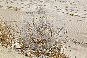 The dried bushes among the desert-like sands at Patara Beach. Kalkan-Antalya