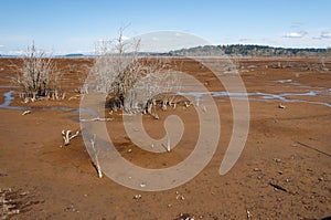 Dried bushes in muddy estuary of Nisqually river in the Billy Frank Jr. Nisqually National Wildlife Refuge, WA, USA