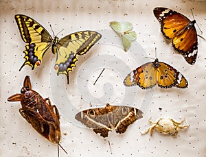 Dried butterflies and insects collection
