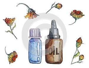 Dried calendula flowers for home made healthcare watercolor illustration