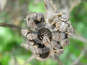 Dried calendula seeds on the plant.