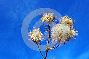 Dried California Brown Thistle in a meadow