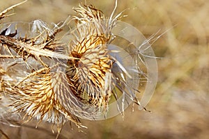 Dried California Brown Thistle in a meadow