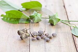 Dried capsule seeds fruit of Sacha Inchi peanut