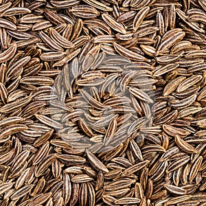 Dried caraway seeds close up