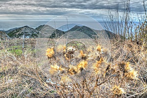 Dried cardoon flowers in the countrside