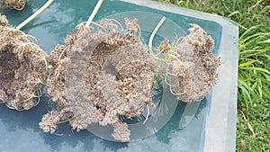 dried carrot flowers to obtain carrot seeds. process of extracting carrot seeds