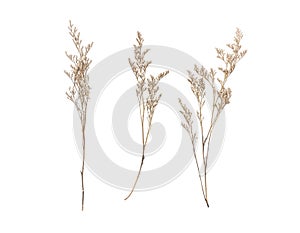 Dried Caspia Flowers