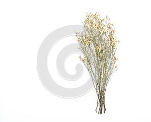 Dried Caspia Flowers