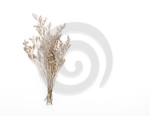 Dried Caspia Flowers