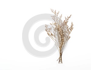 Dried Caspia Flowers