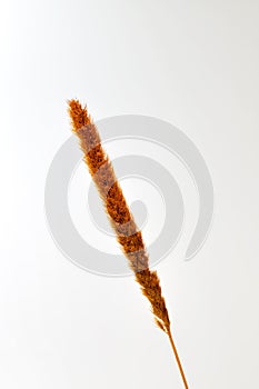 Dried cattail isolated