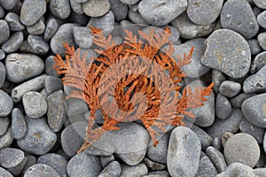 Dried Cedar Frond Lying on a Cobblestone Beach