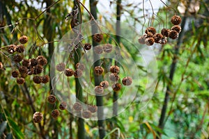 Dried CEPHALANTHUS OCCIDENTALIS, known as buttonbush