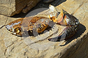 Dried cephalothorax shell and left arm with claw of crab, possibly of Pachygrapsus family, placed on shoreline rock