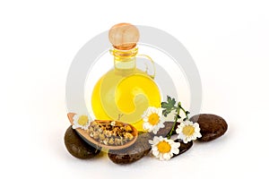 Dried Chamomile Flowers and oil on a white background.