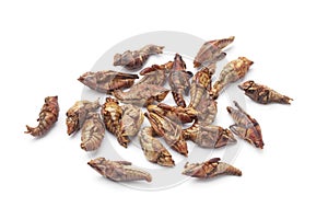 Dried chapulines