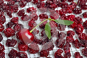 Dried cherry on the grate of the dehydrator. Isolated on white background