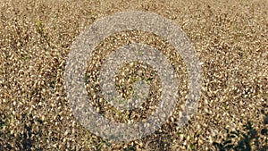 Dried chickpea plant maturing in the field, a chickpea field in a terrestrial climate