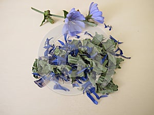 Dried chicory leaves and flowers