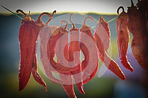 Dried chilies hanging on a rope in a village in susnset
