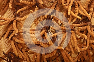 Dried chinese cordyceps mushrooms