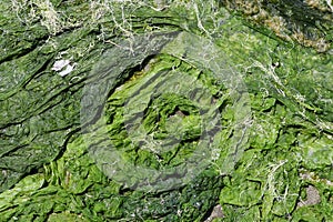 Dried chlorophyta green algae